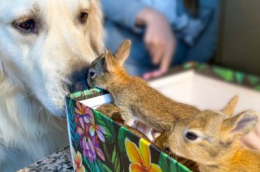 Golden Retriever Welcomes Baby Bunnies [CUTENESS OVERLOAD]