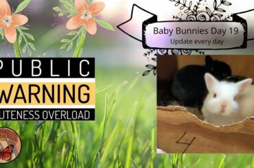 Baby Bunnies Day 19