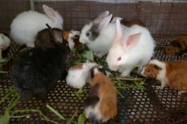 The Great Rabbits Eating Vegetables - Funny Baby Bunny Rabbit Videos - Cute Rabbits Clips 2020