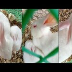 Cute baby bunny playing with his Mom
