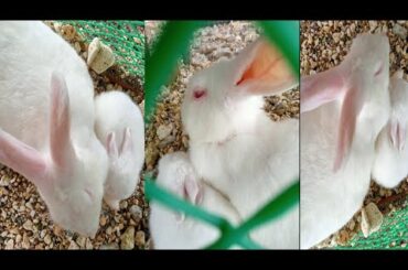 Cute baby bunny playing with his Mom