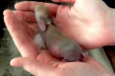 Newborn Baby Bunnies Day 3, fur and colors are starting to show.