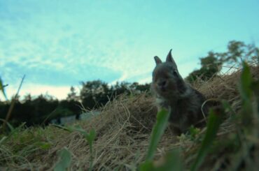Baby Bunnies leave the nest