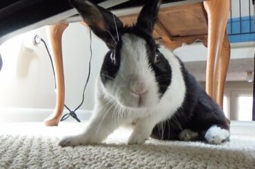 Sleeping rabbit has sudden urge to poop