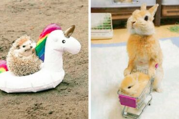 Cute baby animals Videos Compilation cutest moment of the animals - Soo Cute! #15