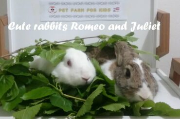 Cute rabbits Romeo and Juliet