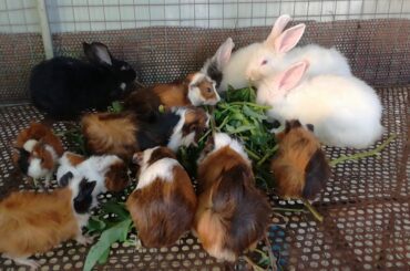 Wow So Many Rabbits Eating Vegetables - Funny and  Cute Baby Rabbit Videos - Rabbits Eating - Rabbit