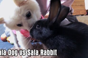 Sala Dog vs Sala Rabbit - DOG DOG DOG
