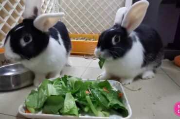 Tokki Club Weekly Cute Rabbit Video #4