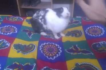 See how a Rabbit attacks