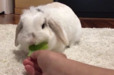 Cutest Bunny in the World