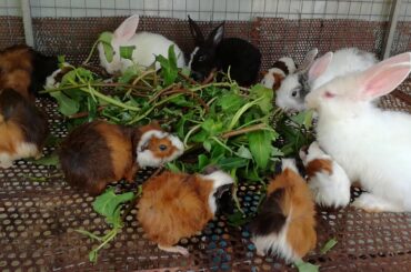 Rabbits Farming - Funny and Cute Baby Bunny Rabbit Videos - Rabbits Eating Vegetables - Rabbit