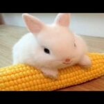 😍cute baby rabbits ||🤣 funny cute baby bunny✨ || cute rabbits compilation video 2020♥️| it's awesome