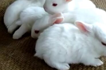 CUTE baby rabbits( bunny rabbit)