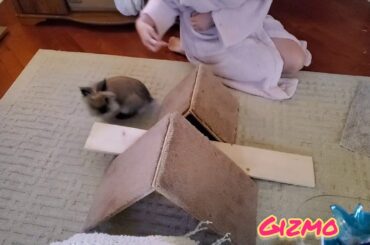 Rabbit Tricks Gizmo The Baby Lionhead Rabbit-  A-frames & See-Saw freestyling (audio fixed/repost)