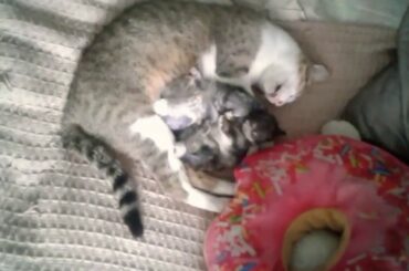 Sleeping cat and baby bunnies