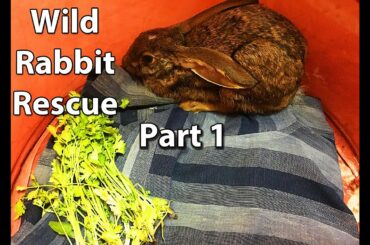 Rescue of a Wild Rabbit - Part 1 || Being Smart
