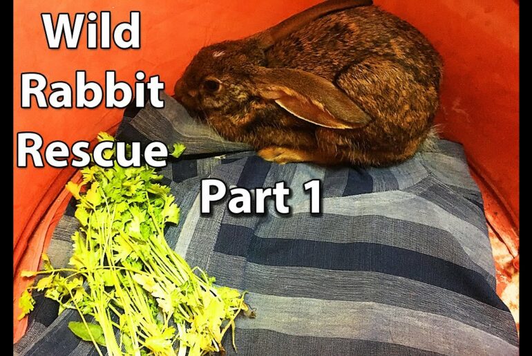 Rescue of a Wild Rabbit - Part 1 || Being Smart