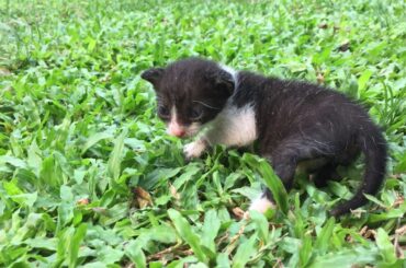 cute little kitten searching it's mother