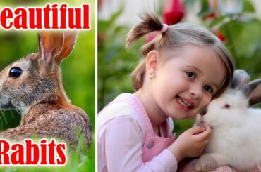 Beautiful Rabbit 2020