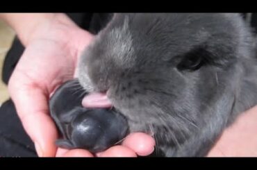 Super Bunny Mama in Action - So Cute 😍!!