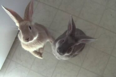 cute bunnies
