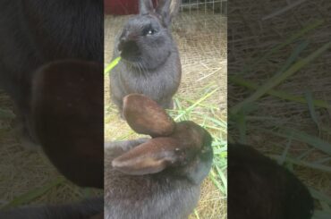 cute bunnies munching on grass