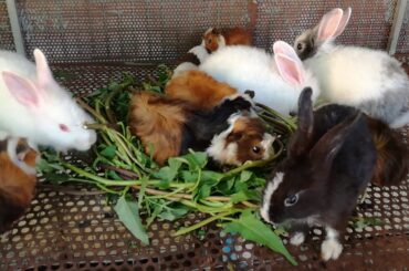 Amazing Rabbits Eating Vegetables - Cute Rabbits - Funny and Cute Baby Rabbits Videos - Rabbit