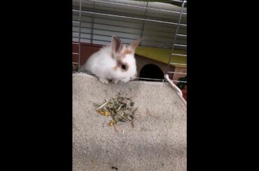 Cute Baby Rabbit's First Steps Out of Cage!
