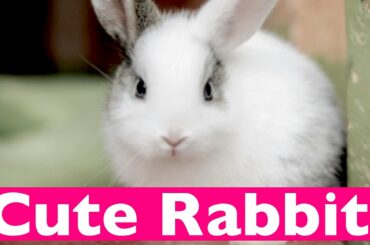 CUTE RABBIT |CUTE PETS