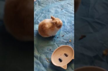 Cute baby bunny playing
