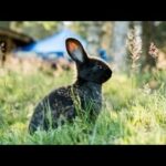 Funny and Cute Baby Bunny Rabbit 2020