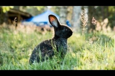 Funny and Cute Baby Bunny Rabbit 2020