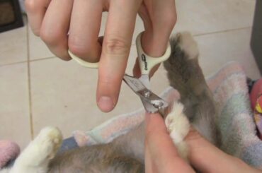 How to Trim your Rabbit's Nails - Teeny's Tips