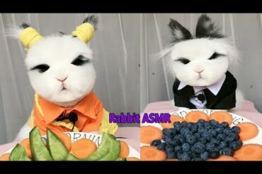 Rabbit Eating ASMR, Cute Rabbit ASMR