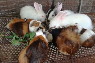 Cute Animals Rabbits Pets Videos - Rabbits Eating Vegetables - Cute Rabbits Compilation 2020