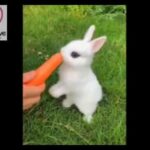 Funniest cute 😘 Baby Bunny 😊 eating Carot