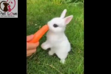 Funniest cute 😘 Baby Bunny 😊 eating Carot