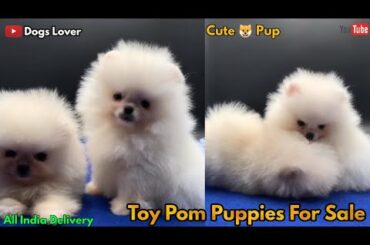 Superb Quality Toy Pom Puppies Available For Sale 🐶 || Cute Small Size Pup For Sale 🐶