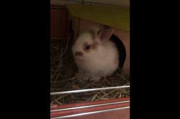 Cute Baby Bunny Rabbit - Our First Pet!