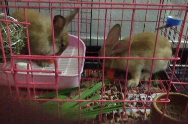 Lovey and teddy the cute rabbit