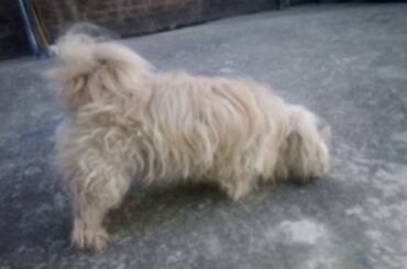 baby bunnies playing with my dog