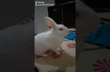 My cute rabbit 😍😍