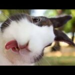 Very Funny Baby Bunny rabbits video Compilation  - Cute Baby rabbits || Different Animals life