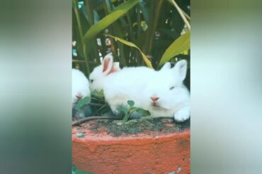 Cute Rabbit🐇🐇