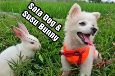 DOG SALA and SUSU BUNNY - Cute dog and cute rabbit
