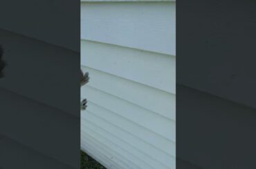 *** Cute tiny baby rabbit***