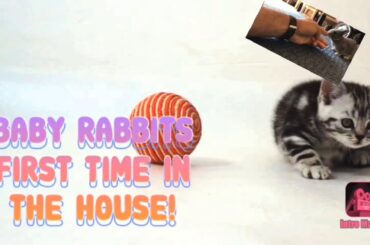 3 little baby rabbits 🐇- Kids recommended film