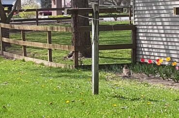 Trying to find a bunny part 2🐰  !!CUTE BUNNY FOOTAGE!!