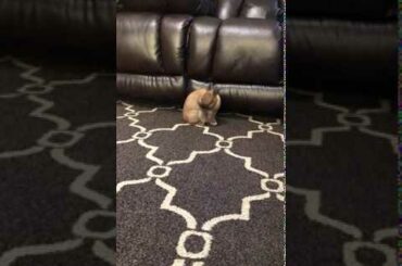 Cute Bunny Taking A Bath!